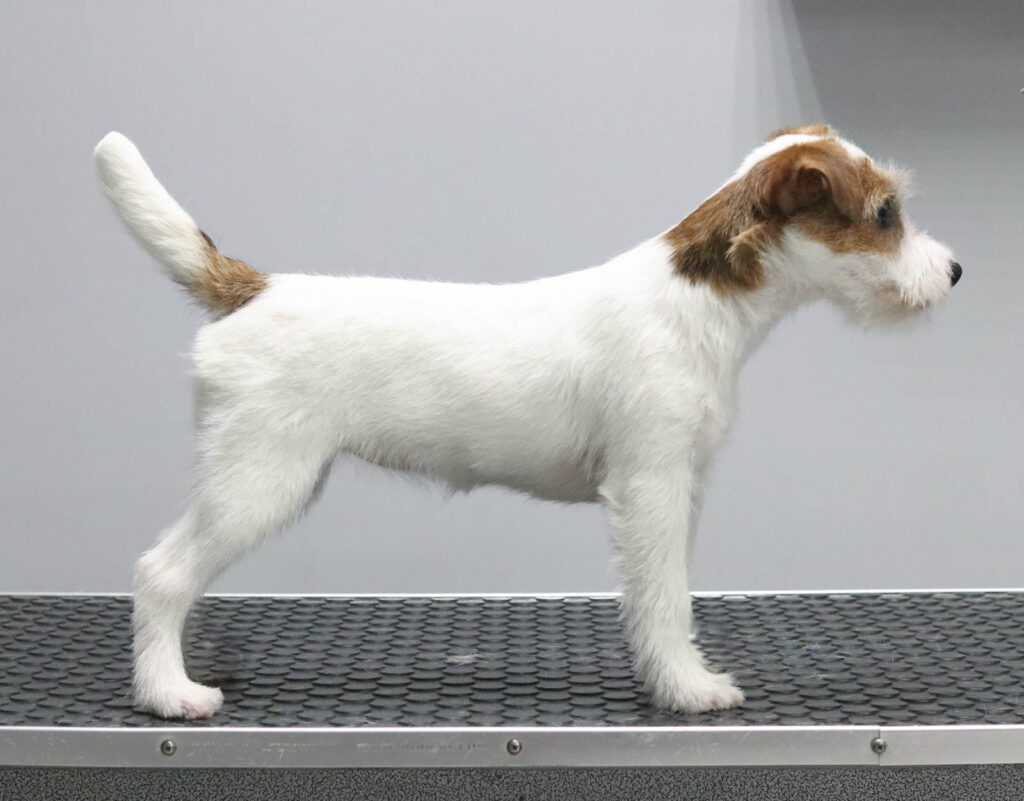 PArson Russell Terrier