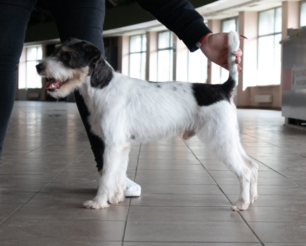 Parson Russell Terrier Grey Vanilla Kennel