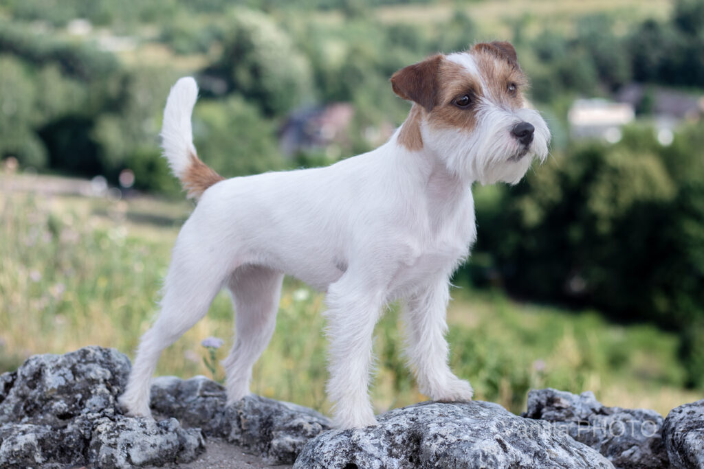 Parson Russell Terrier 