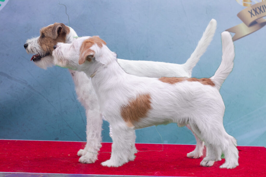 Parson Russell Terrier a Jack Russell Terrier - różnice
