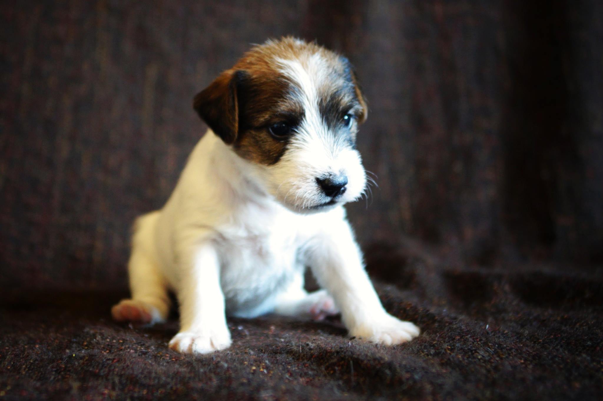 Miot szczeniąt Parson Russell Terrier w hodowli Grey Vanilla FCI.