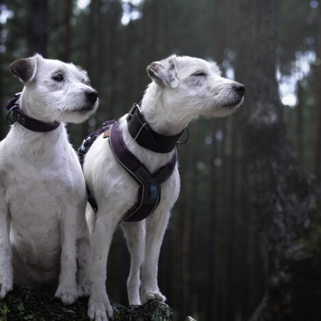 Plany hodowlane na rok 2025