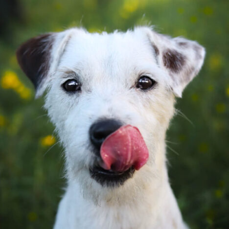 Psy z hodowli Grey Vanilla FCI w pracy i sporcie