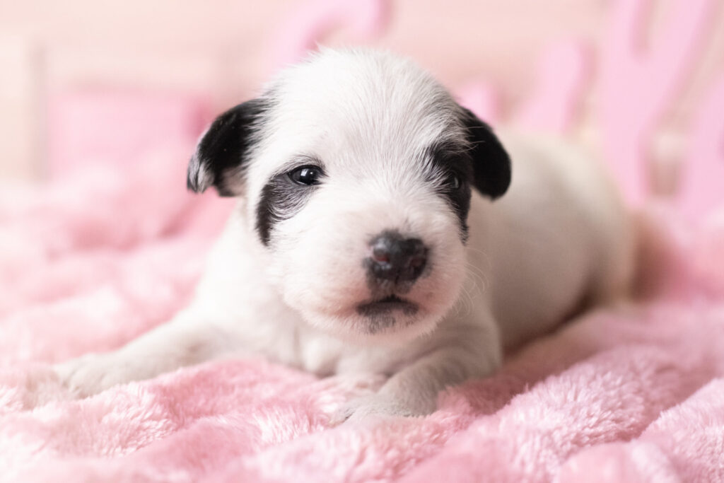 Parson Russell Terrier szczenię z hodowli Grey Vanilla FCI w domowym otoczeniu