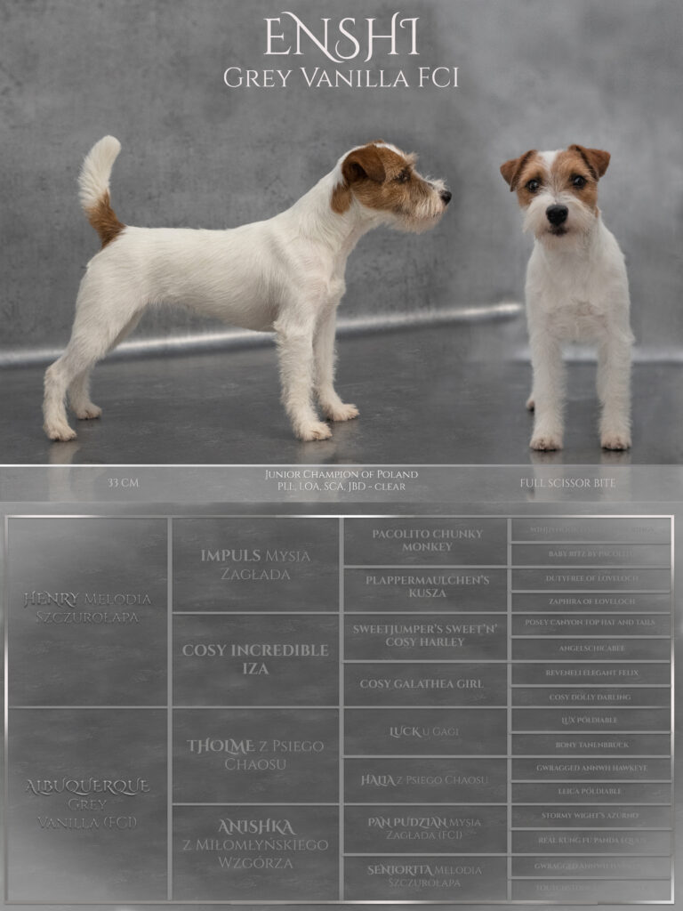 Enshi Grey Vanilla Rodowód 
PArson Russell Terrier