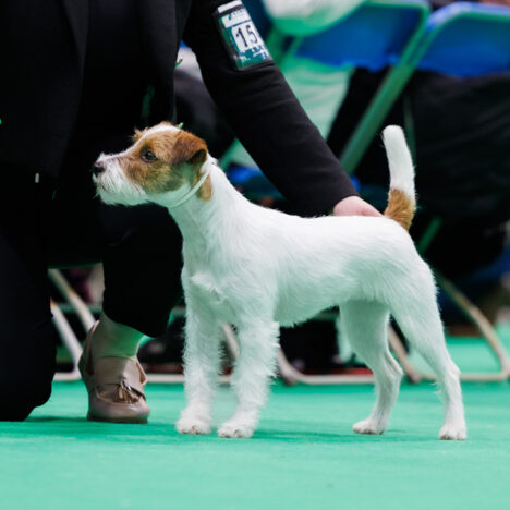 Czy pies musi być psem?
