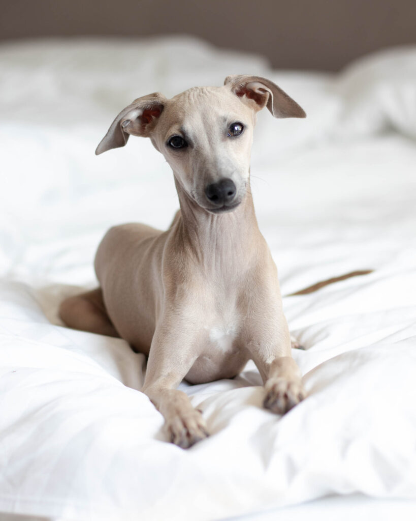 charcik włoski odpoczywający w pościeli