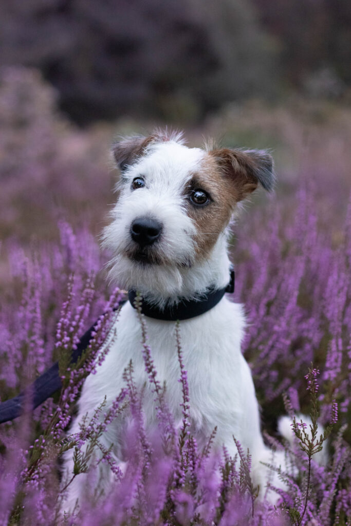 Parson Russell Terrier- hodowla warszawa