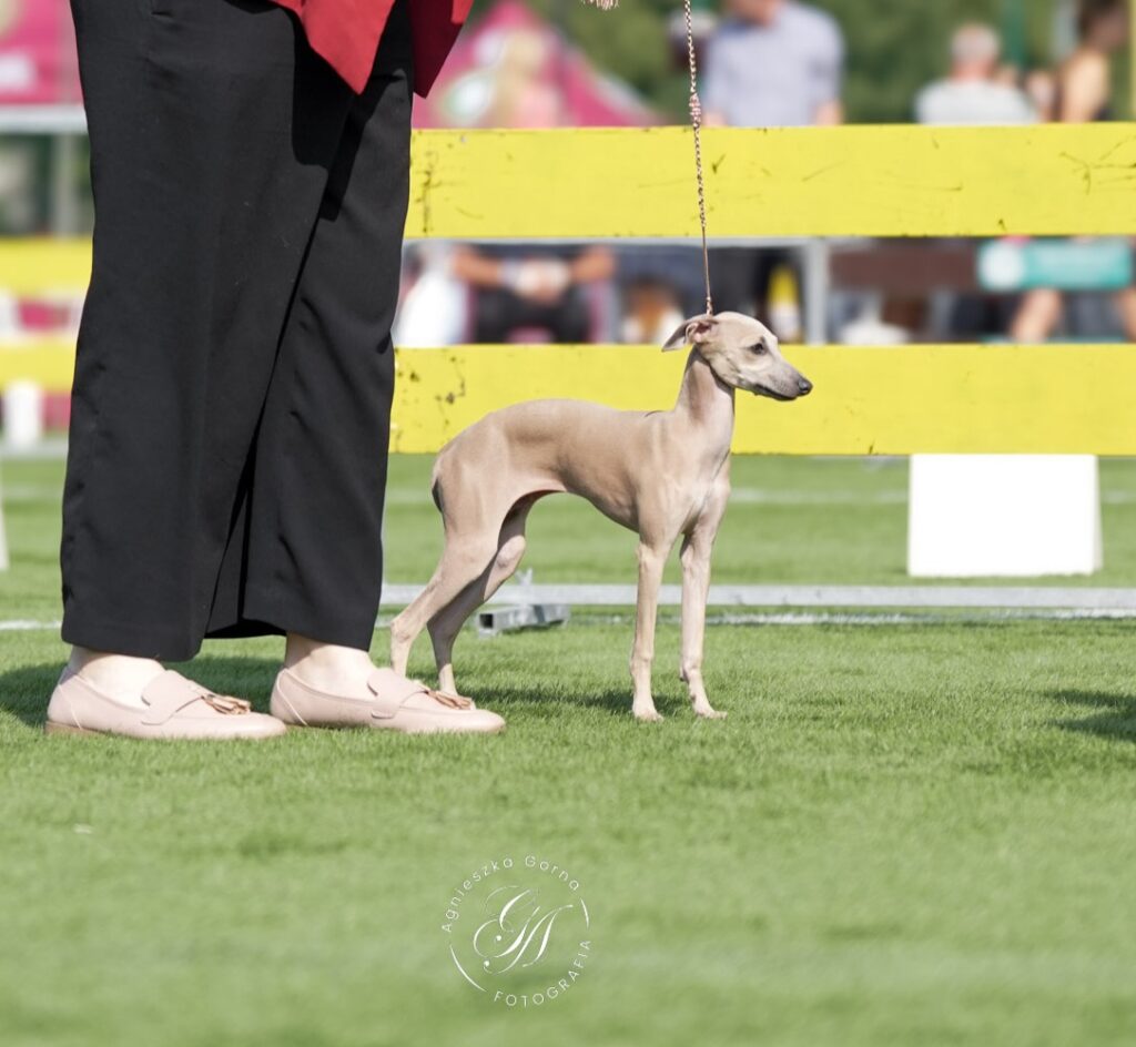 najlepsze młodsze szczenię wystawa w Białymstoku - charcik włoski Hodowla Grey Vanilla