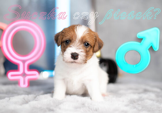 Piesek czy suczka?