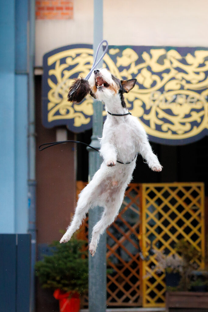 Dorosły Parson Russell Terrier w ruchu, pokazujący naturalną szybkość reakcji i pobudliwość