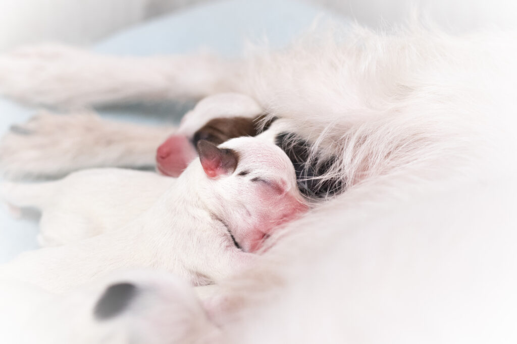 Miot Parson Russell Terrierów