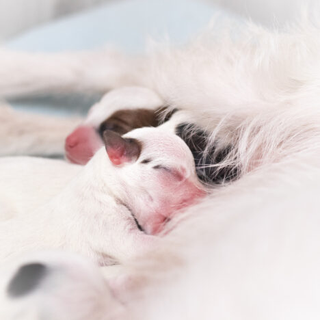 Czy pies musi być psem?