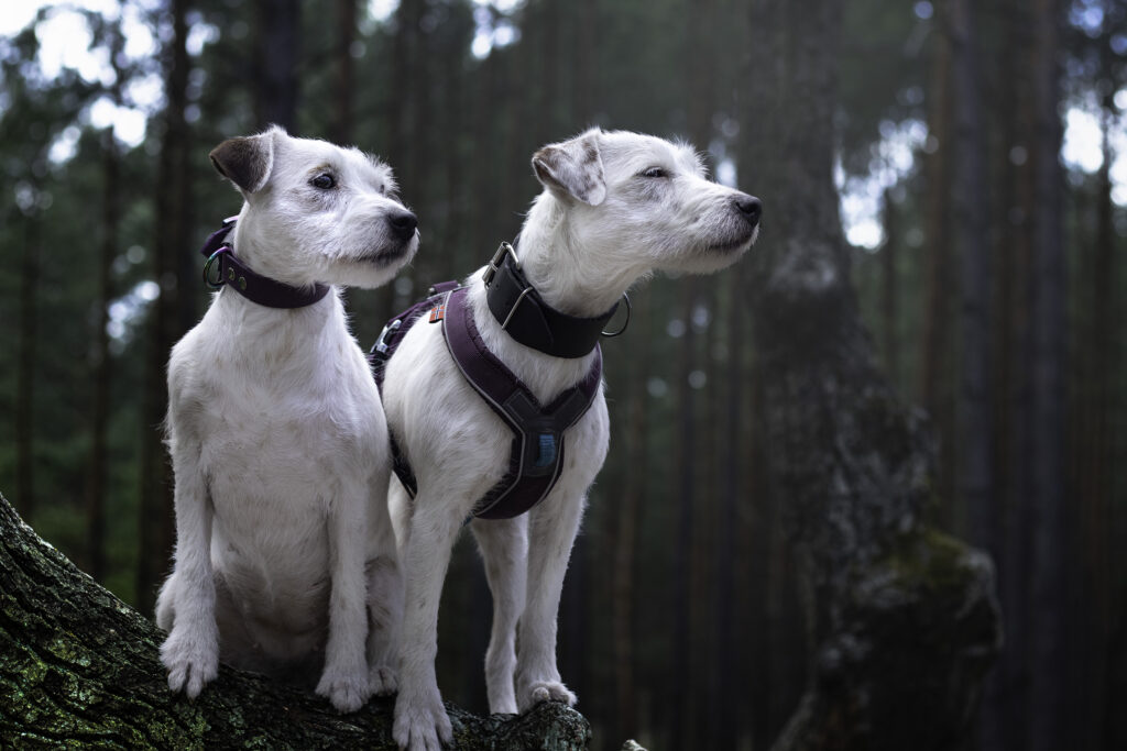 parson russell terrier w lesie - hodowla Grey Vanilla FCI