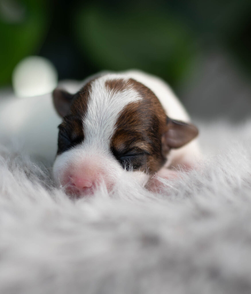 2 weeks old parson russell Terrier 