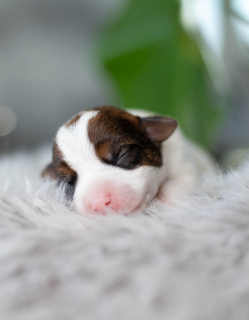 Parson Russell Terrier Puppy - Grey Vanilla FCI