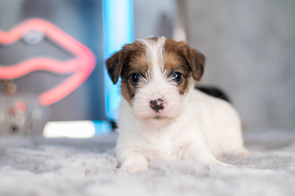 szczeniak parson russell terrier - hodowla Grey Vanilla