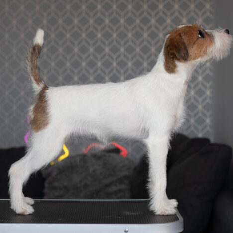 Charcik włoski vs Parson Russell Terrier – która rasa pasuje do Ciebie?