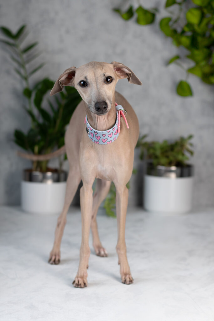 Charcik Włoski w w umaszczeniu Blue Fawn w Hodowli Grey Vanilla FCI