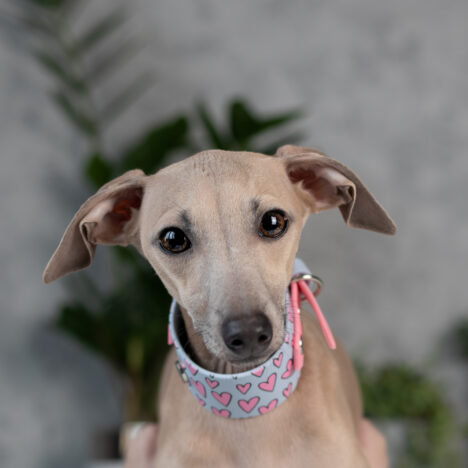 Rezerwacja szczenięcia