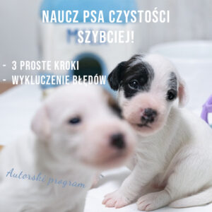 Plan nauki czystości szczeniąt