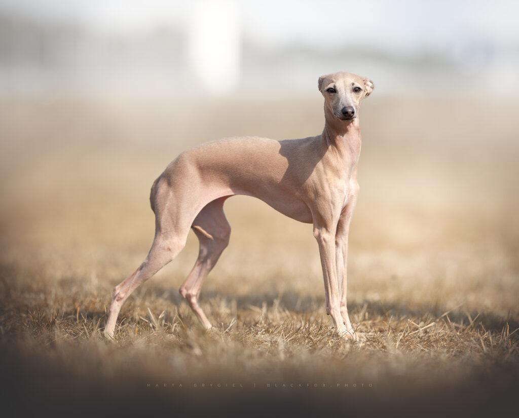 charcik włoski hodowla warszawa Grey Vanilla 