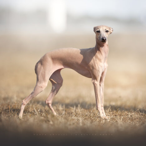 Rezerwacja szczenięcia