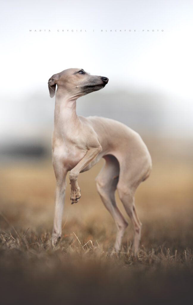 charcik włoski hodowla grey vanilla FCI