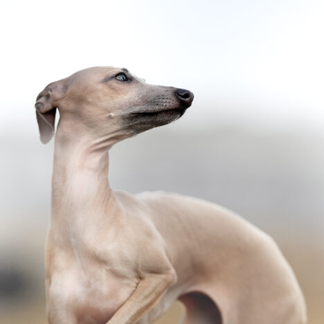 Charcik włoski vs Parson Russell Terrier – która rasa pasuje do Ciebie?