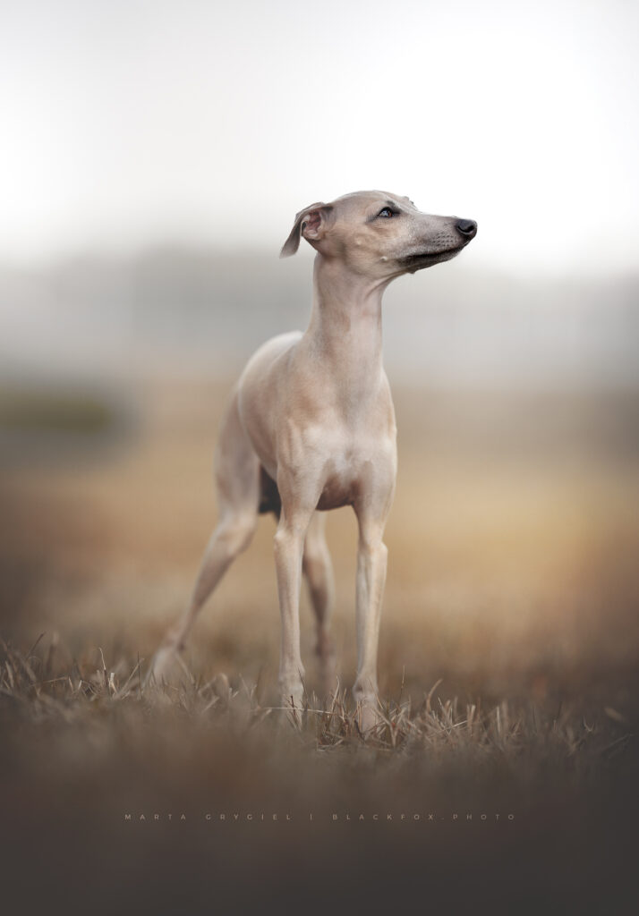charcik włoski w umaszczeniu blue fawn