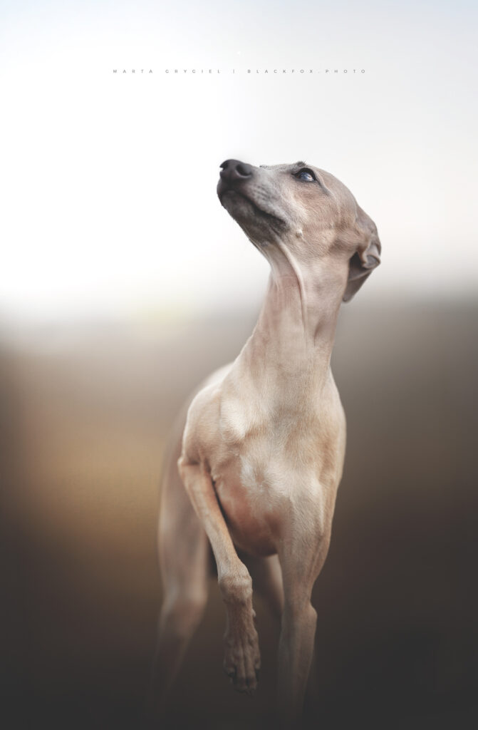 suczka charcik włoski warszawa