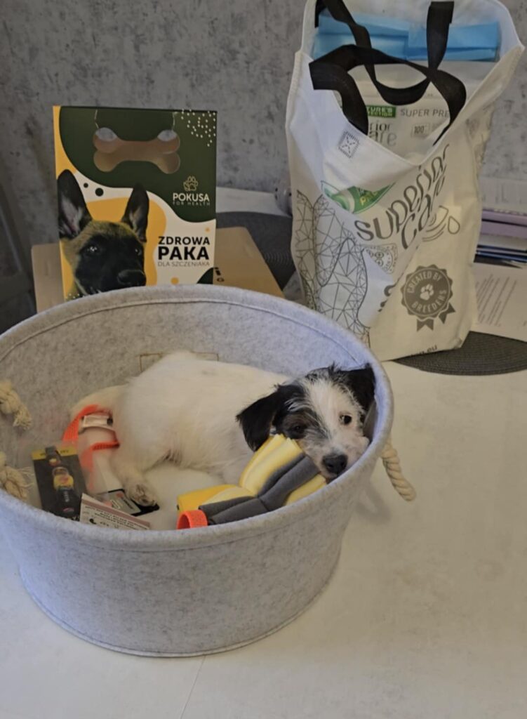 wyprawka dla szczenięcia w hodowli Grey Vanilla FCI