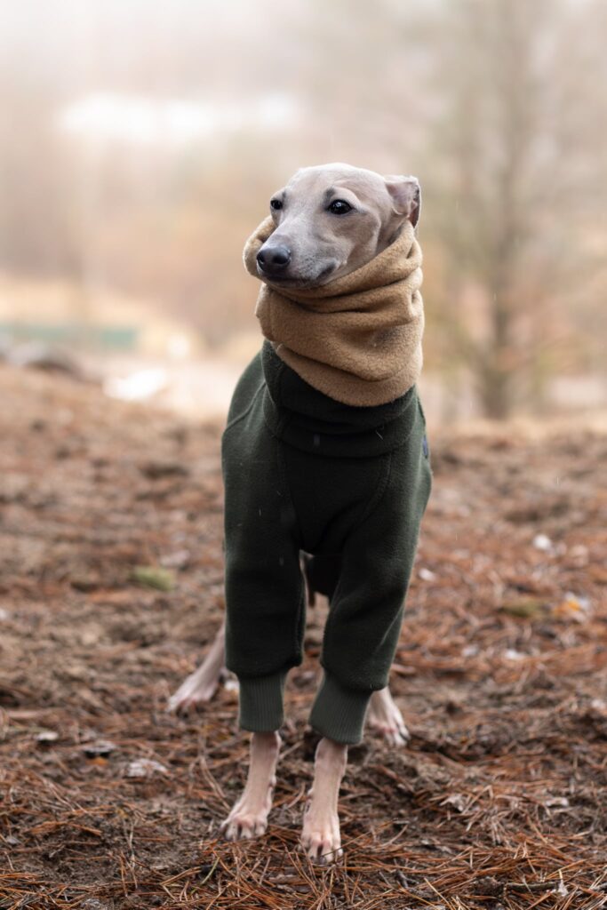 Charcik włoski opis rasy charakter wychowanie pielęgnacja