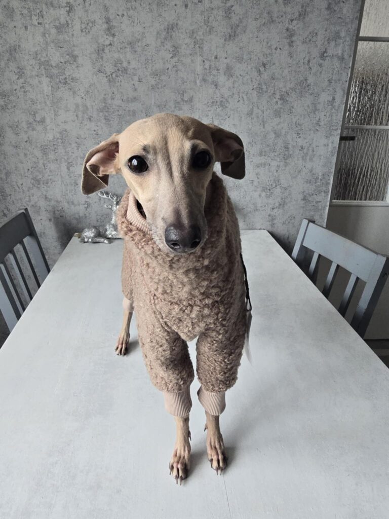 Charcik włoski opis rasy charakter wychowanie pielęgnacja