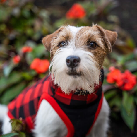 Charcik włoski – opis rasy, charakter, wychowanie, pielęgnacja