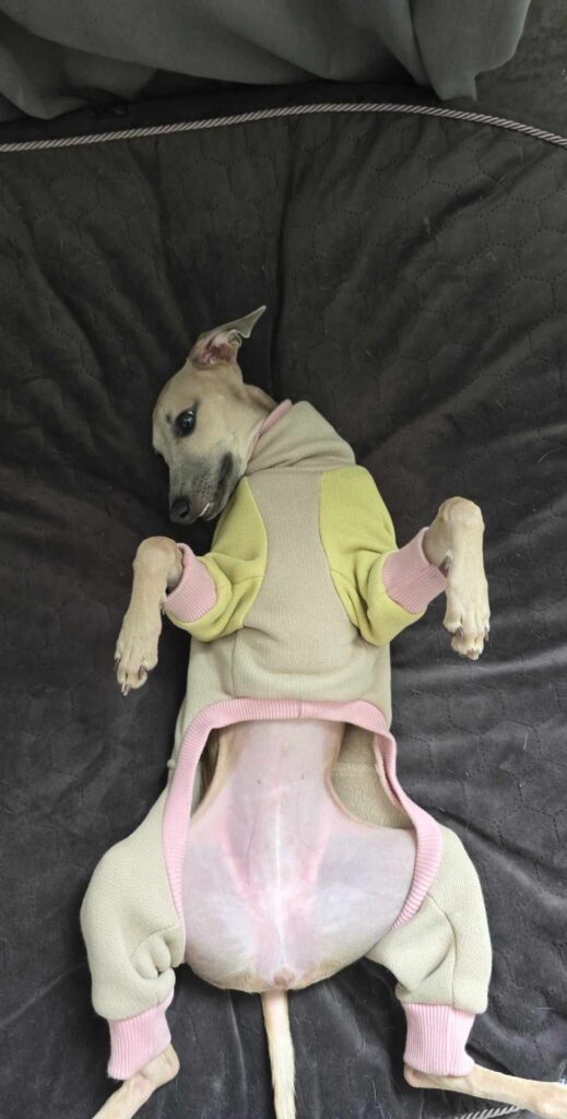 Charcik włoski opis rasy charakter wychowanie pielęgnacja