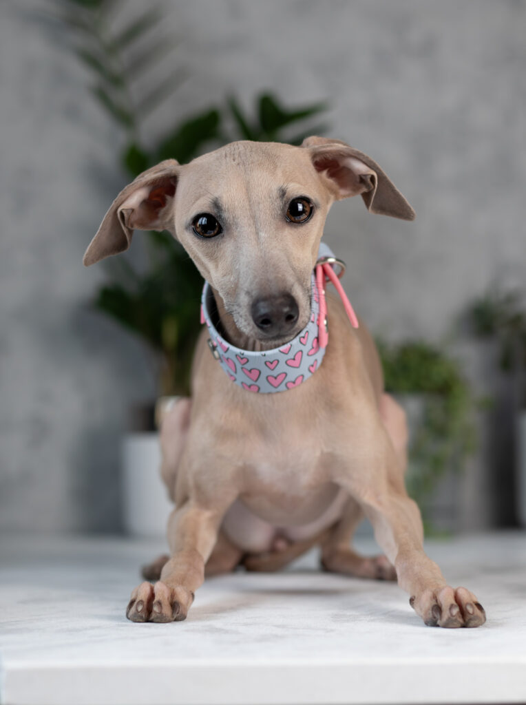 charcik włoski hodowla grey vanilla pielęgnacja