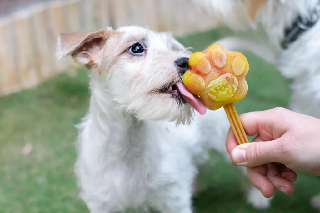 stymulacja szczenięcia w hodowli grey vanilla 