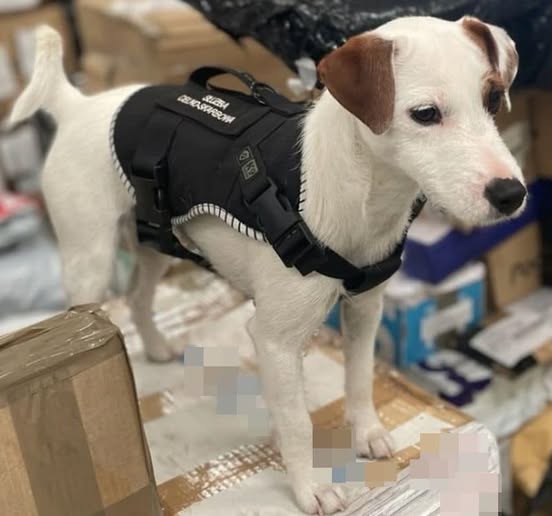 Suczka Lola pracująca w izbie celnej
Psy z hodowli Grey Vanilla FCI – w pracy i sporcie