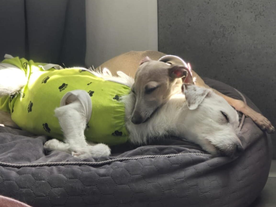 parson russell terrier i charcik włoski