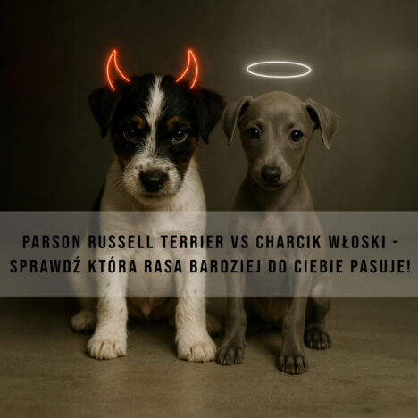 Charcik włoski – opis rasy, charakter, wychowanie, pielęgnacja