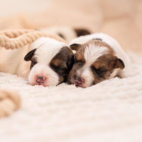 Dlaczego psy szczekają na dzwonek do drzwi?