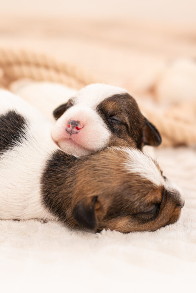 szczenięta hodowla grey vanilla warszawa