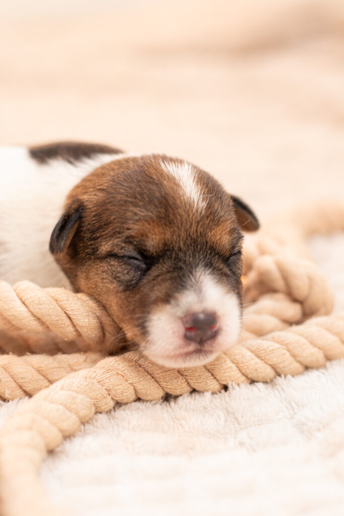 parson russell terrier szczenięta