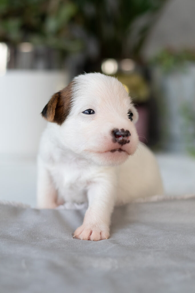 hodowla grey vanilla - szczenięta 