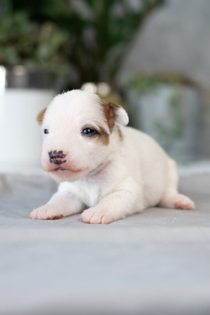 parson russell terrier szczeniaki