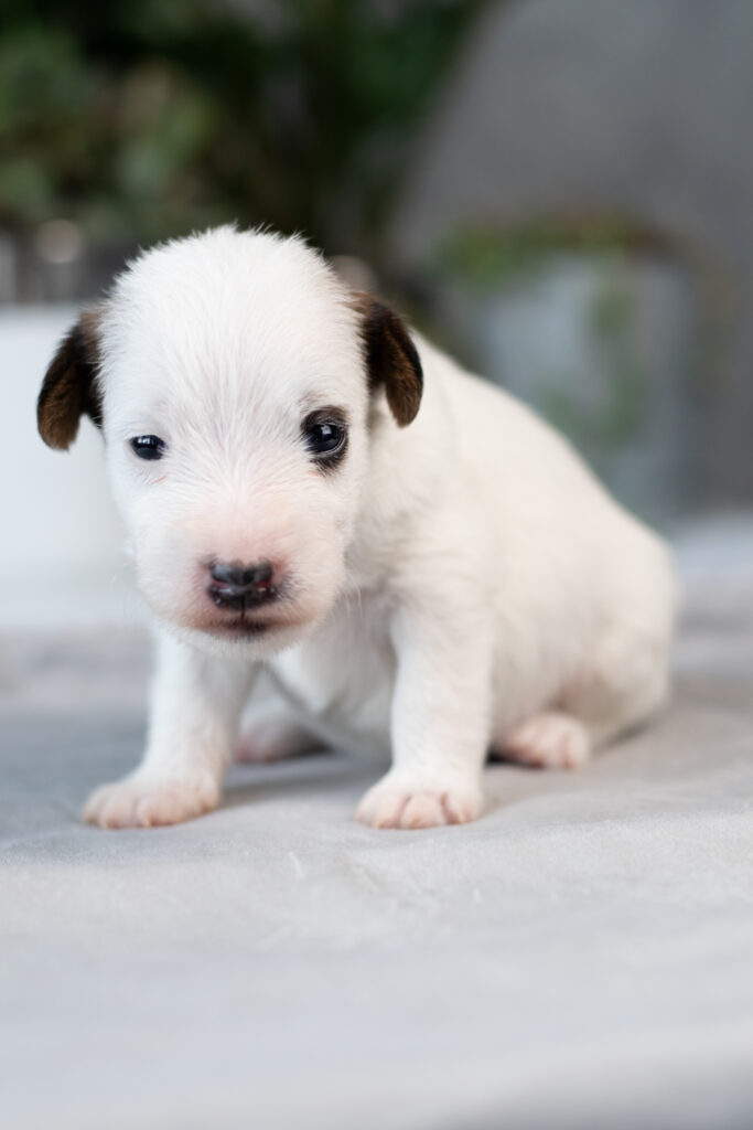 Dostępne szczenięta - parson russell terrier