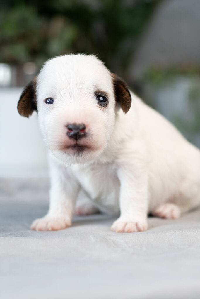 Skojarzenie S - posiadamy dostępne szczenięta