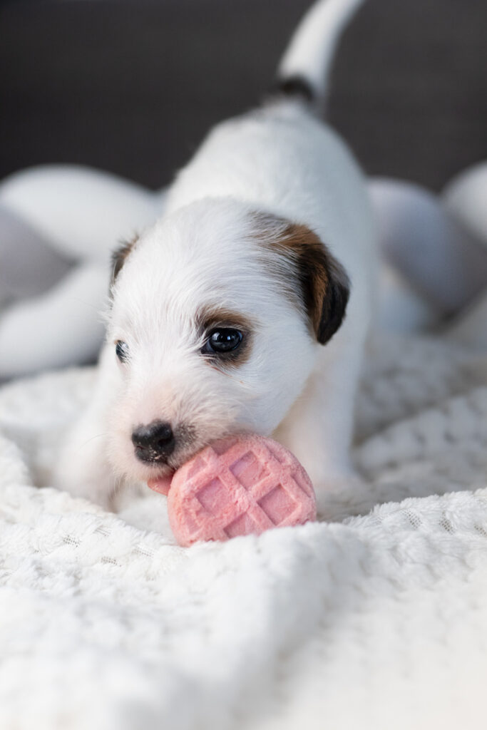wczesna stymulacja neurologiczna szczeniąt – ćwiczenia dla szczeniąt