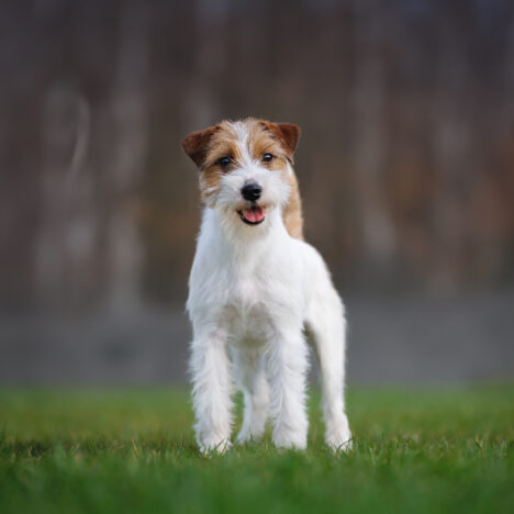 Charcik włoski vs Parson Russell Terrier – która rasa pasuje do Ciebie?